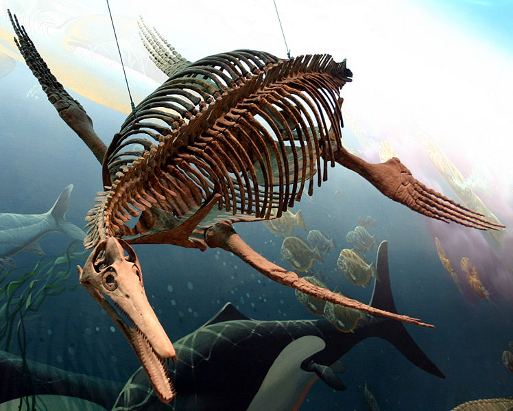 長喙龍的骨架 - 華聖頓自然歷史博物館