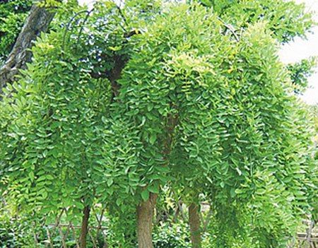 米黃柳 米黃柳
