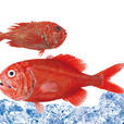 胸棘鯛(長壽魚) 胸棘鯛(長壽魚)