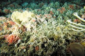 南極海底的珊瑚