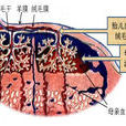 胎盤幹細胞庫