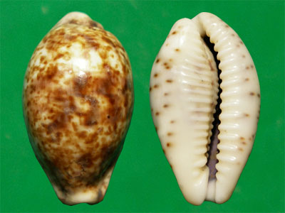 銹斑寶螺（上海岡瓦納自然網）