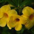 黃蟬花 黃蟬花