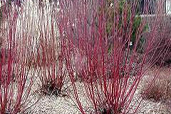 Cornus sericea \x27Allemans\x27 Cornus sericea \x27Allemans\x27