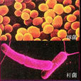 細菌門
