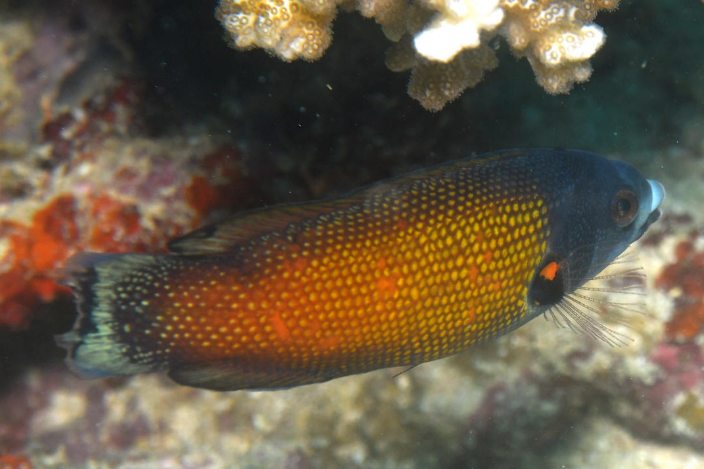 澳洲褶唇魚 澳洲褶唇魚