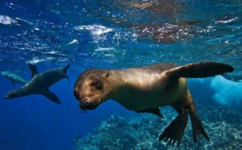 游泳中的加島海狗