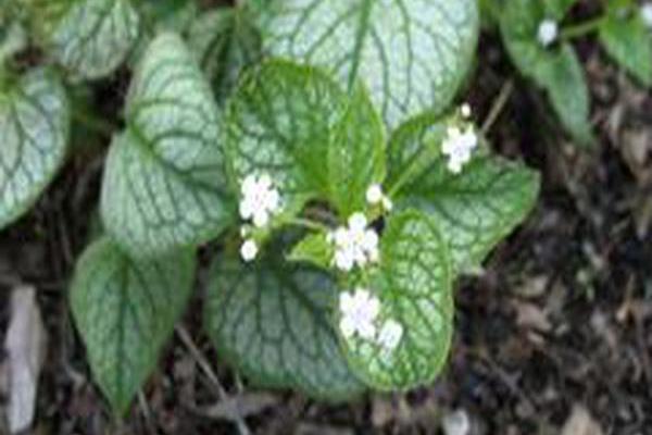 Brunnera macrophylla \x27Mr. Morse\x27 Brunnera macrophylla \x27Mr. Morse\x27