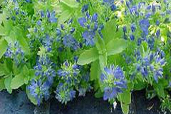 Veronica prostrata \x27Trehane\x27
