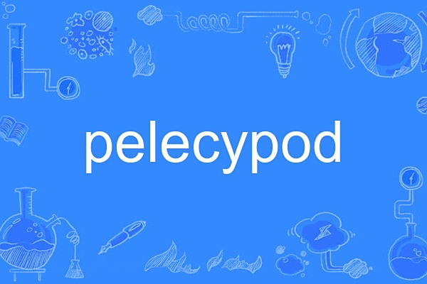 pelecypod pelecypod