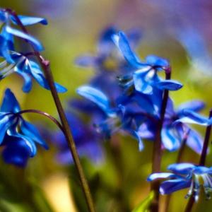 藍鐘花族 藍鐘花族
