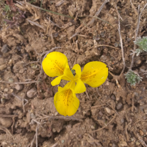 Iris danfordiae