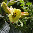 大果杜鵑(杜鵑花科——有鱗大花亞組植物) 大果杜鵑(杜鵑花科——有鱗大花亞組植物)