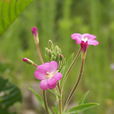 小花柳葉菜 小花柳葉菜