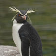 鳳頭黃眉企鵝