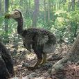 渡渡鳥(滅絕鳥類)