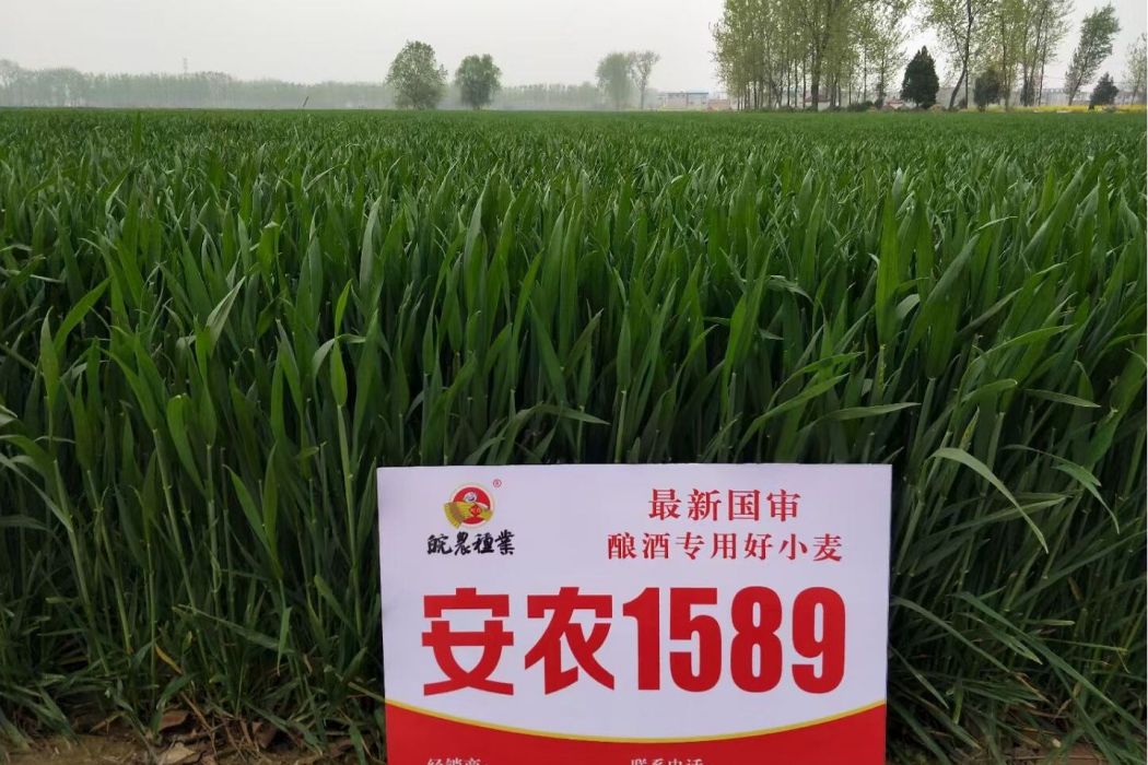 安農1589 安農1589