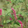 紅蓼(葒草花(葒草花)) 紅蓼(葒草花(葒草花))