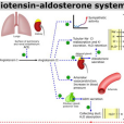 促腎上腺皮質激素(adrenocorticotropic hormone) 促腎上腺皮質激素(adrenocorticotropic hormone)