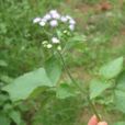 鹹蝦花(桔梗目菊科斑鳩菊屬植物) 鹹蝦花(桔梗目菊科斑鳩菊屬植物)