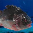 海參斑魚