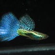 彩虹魚(魚類)