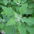 灰條菜 灰條菜