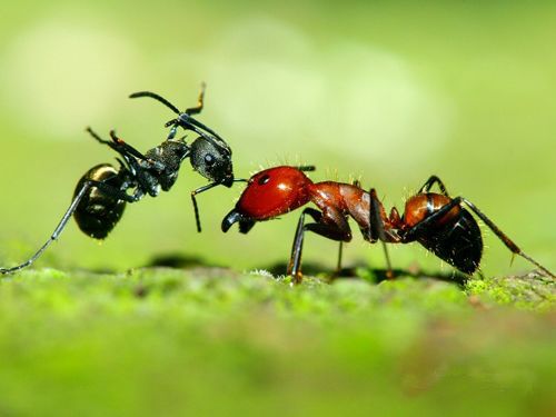 懶螞蟻效應
