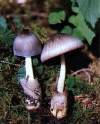 麻菇 麻菇