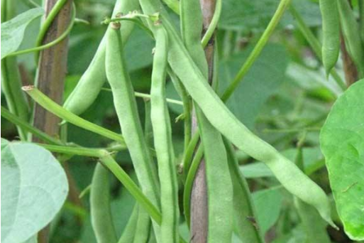 意選1號菜豆