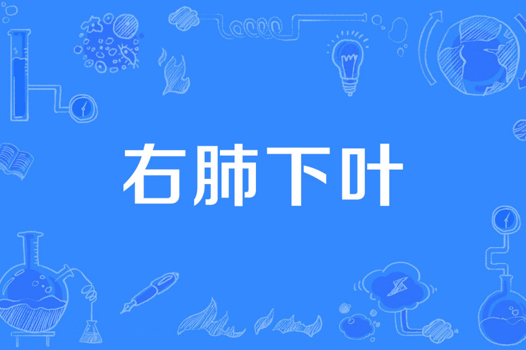 右肺下葉