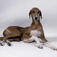 阿沙瓦犬 阿沙瓦犬