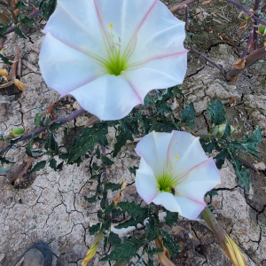 Datura ceratocaula