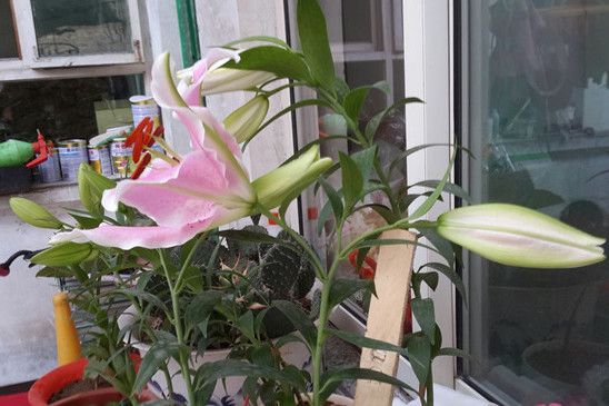 徐花8號 徐花8號
