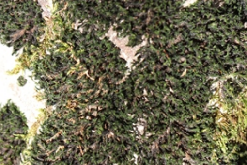 多枝砂蘚 多枝砂蘚