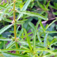 節節花(中藥材) 節節花(中藥材)