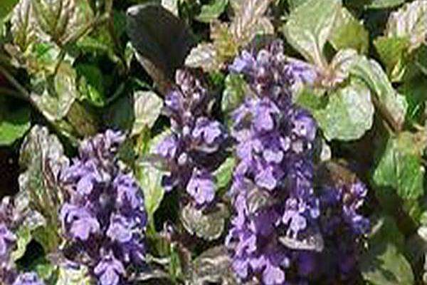 Ajuga reptans \x27Purple Brocade\x27 Ajuga reptans \x27Purple Brocade\x27