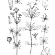 麗江拉拉藤 麗江拉拉藤