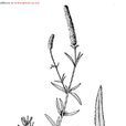 思茅水蠟燭 思茅水蠟燭