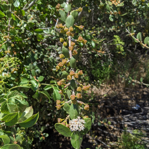 Ceanothus crassifolius