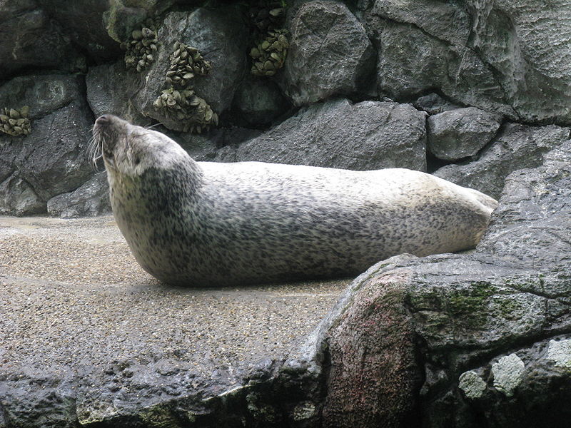 斑紋海豹