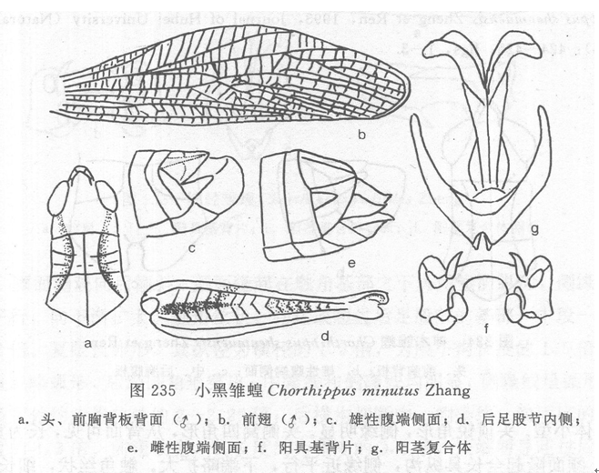 小黑雛蝗 小黑雛蝗
