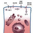 第一信使 第一信使