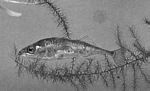 三刺魚(Gasterosteus aculeatus)