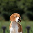 米格魯獵兔犬(米格魯)