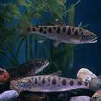 馬蘇大麻哈魚(櫻鱒) 馬蘇大麻哈魚(櫻鱒)