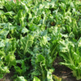 菾菜根(中藥) 菾菜根(中藥)