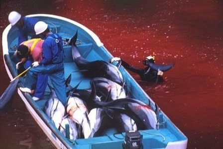 日本捕魚工人在捕殺海豚