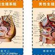 人體生殖系統 人體生殖系統