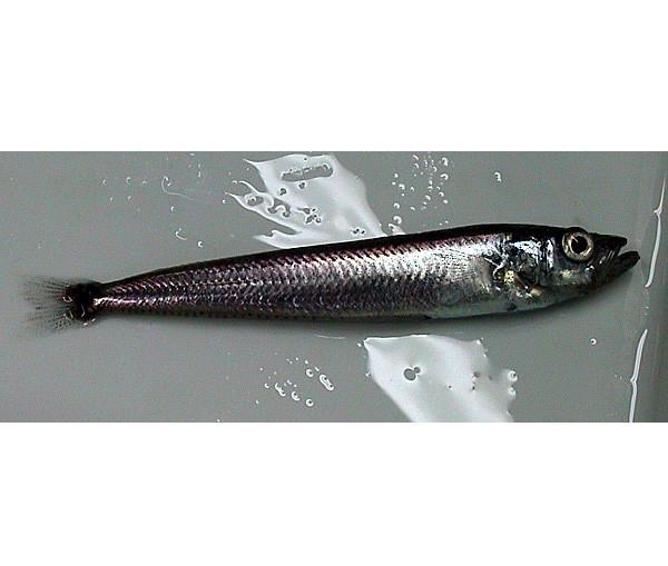 側紋南極魚 側紋南極魚